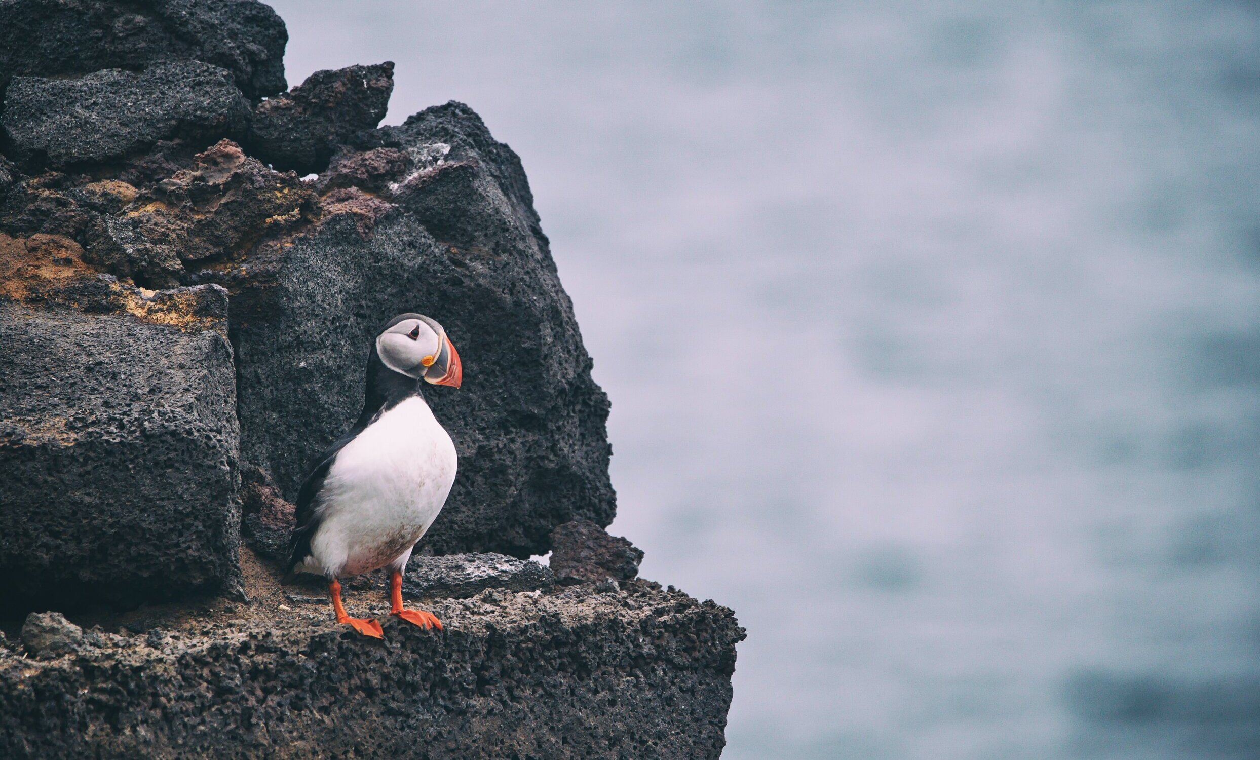 puffin on cliff